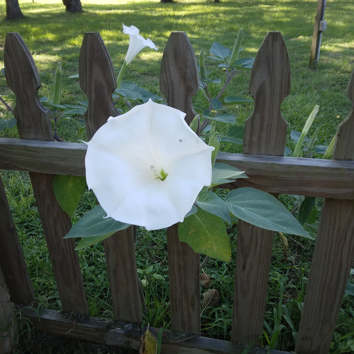 Native Moonflower Seeds