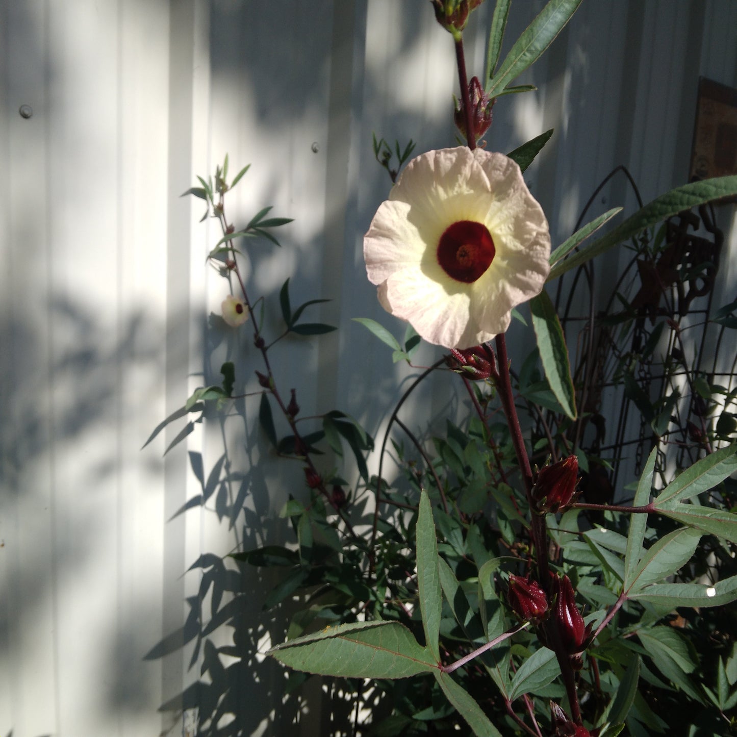 Roselle Hibiscus Seeds