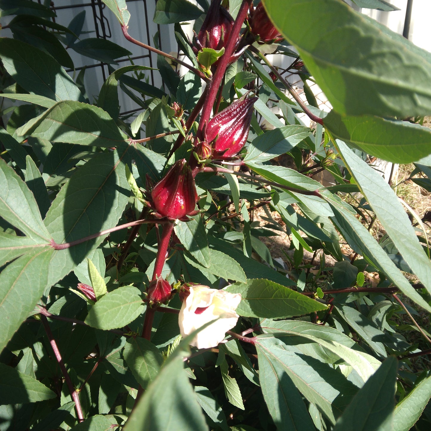 Roselle Hibiscus Seeds