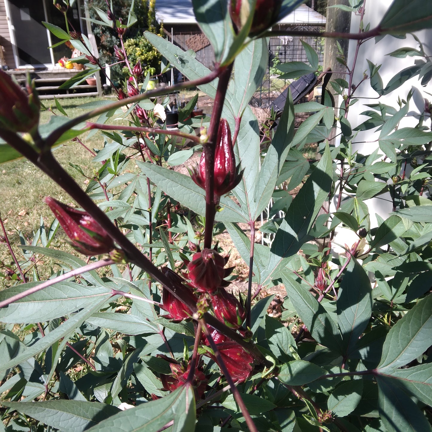 Roselle Hibiscus Seeds