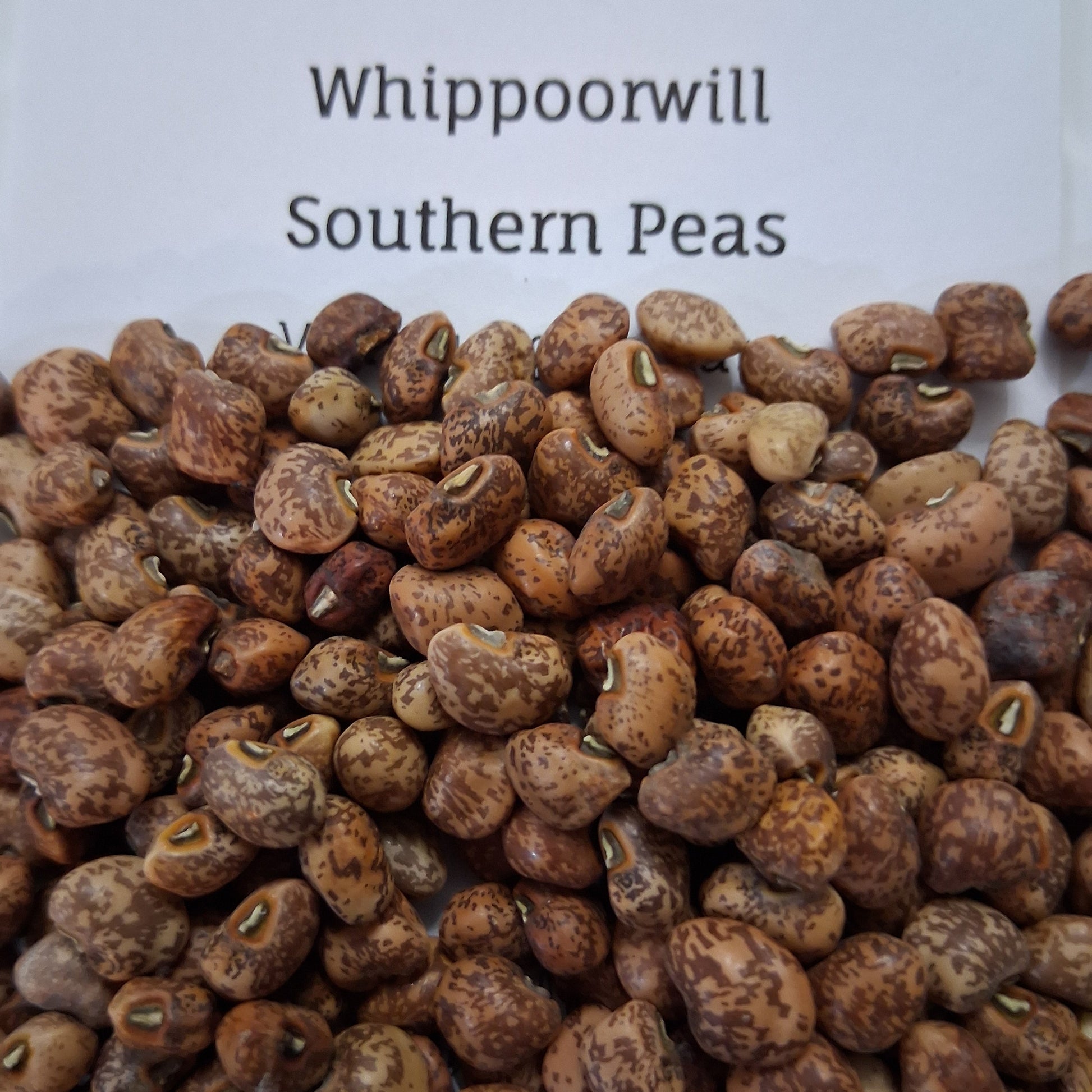 garden pea seeds for sale Whippoorwill Southern Pea Seeds