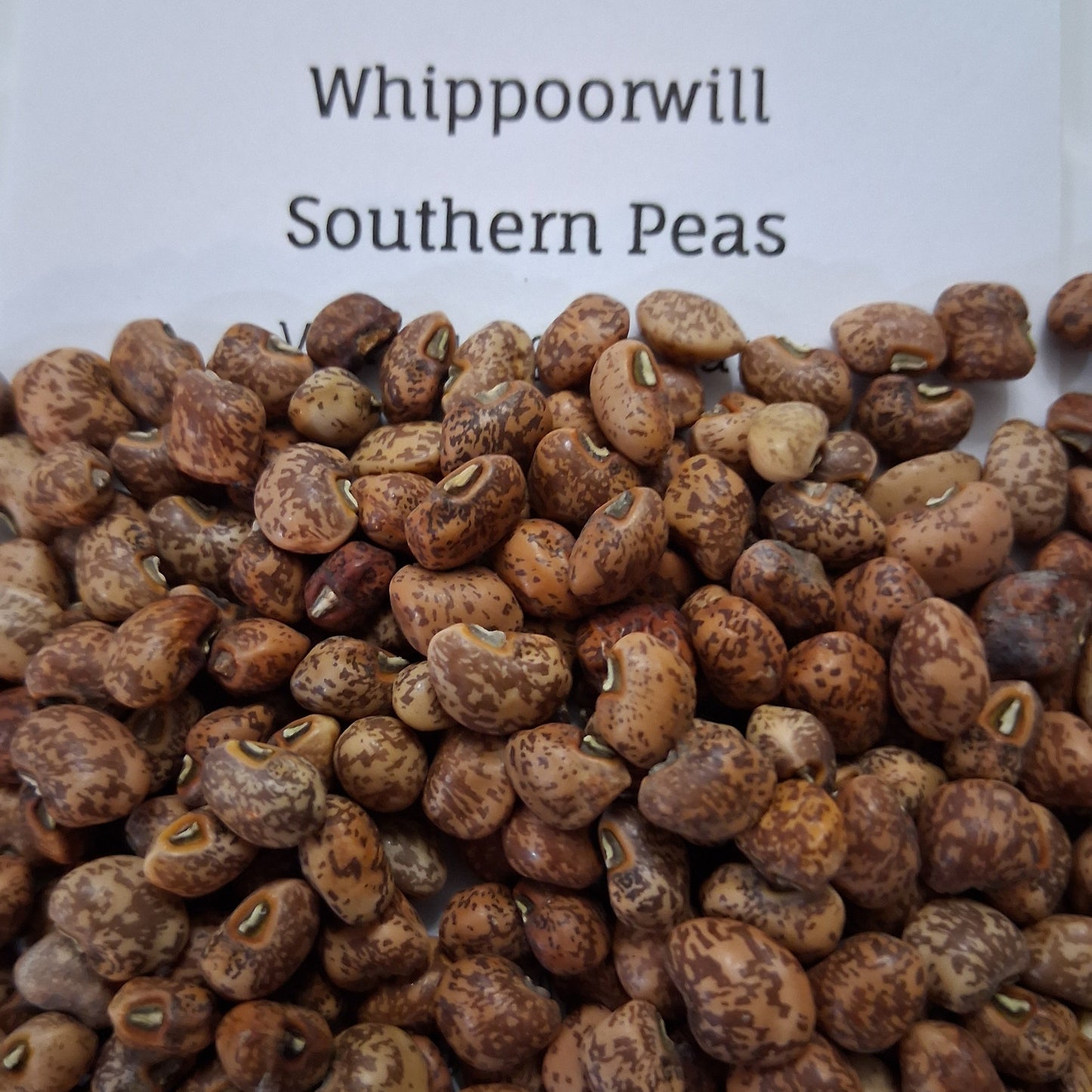 Whippoorwill Southern Pea Seeds