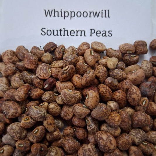 Whippoorwill Southern Pea Seeds