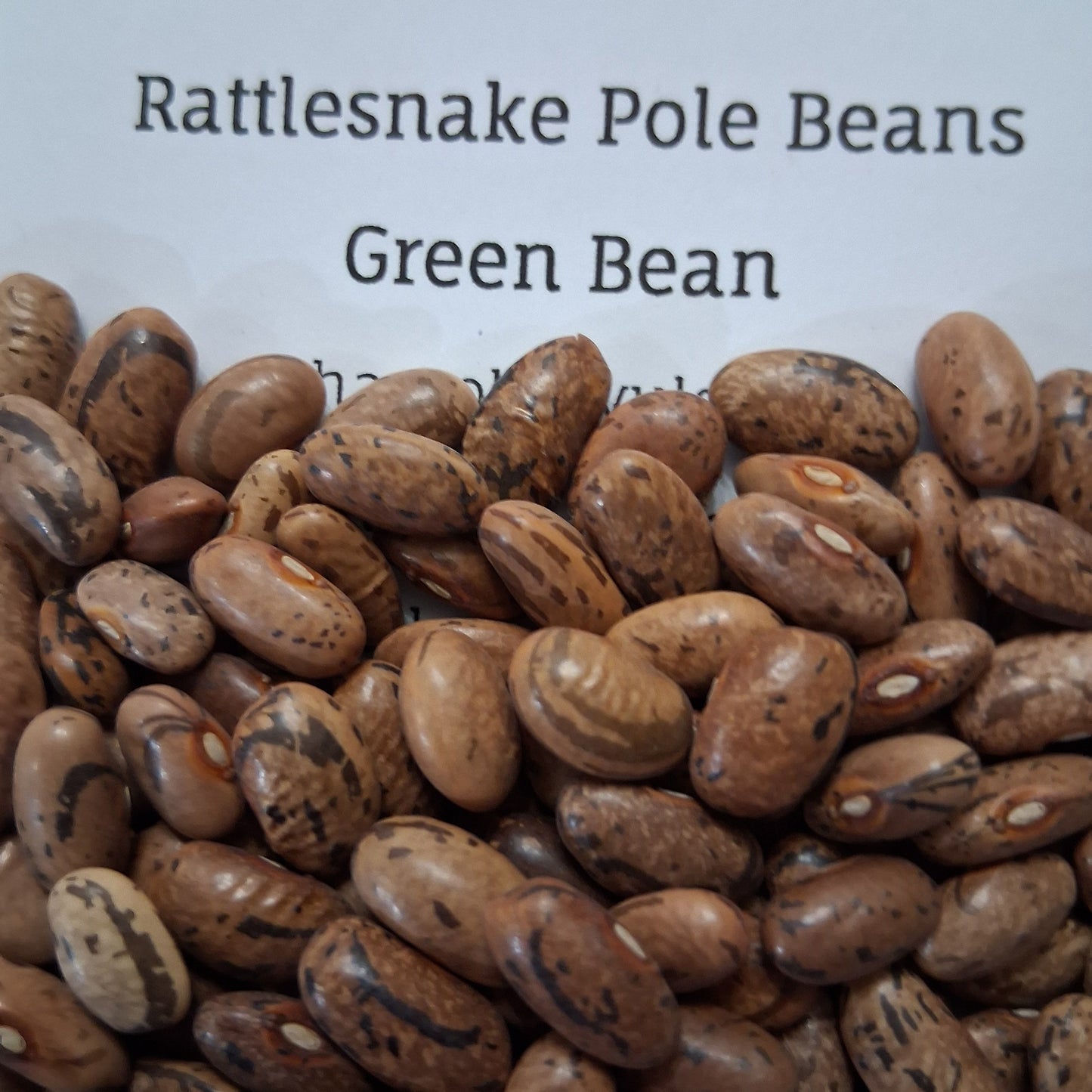 Rattlesnake Pole Beans Seeds