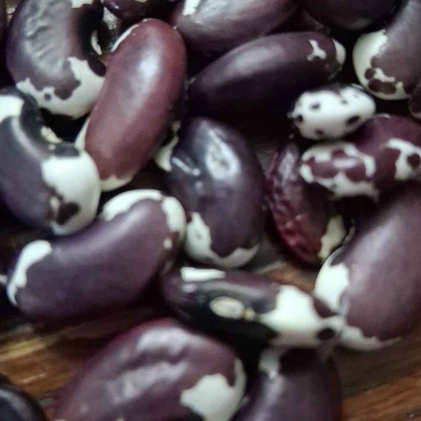 1500 Year Old Cave Bean Seeds