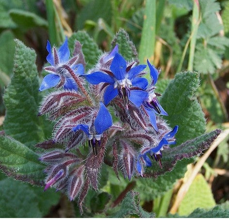 Blue Borage Seeds