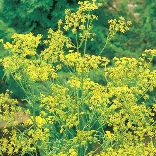 Bouquet Dill Seed