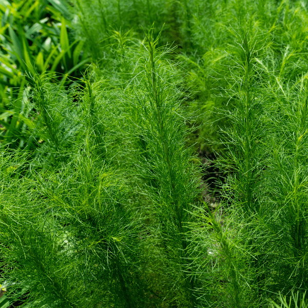 Heirloom Cumin Seeds