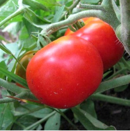 Homestead Heirloom Tomato Seeds