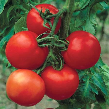 MoneyMaker Tomato Seeds