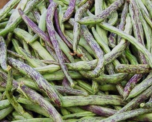 Rattlesnake Pole Beans Seeds