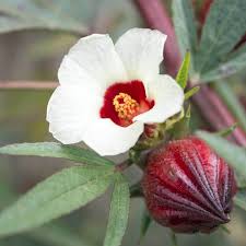 Roselle HIbiscus Seeds