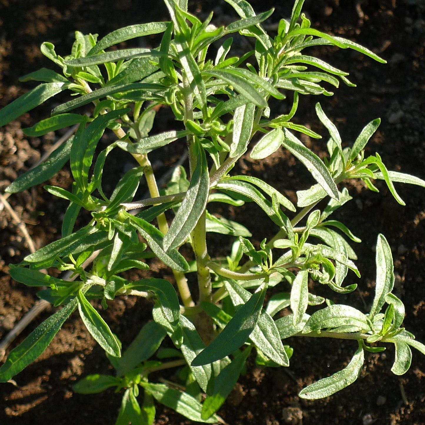 Summer Savory Herb Seeds