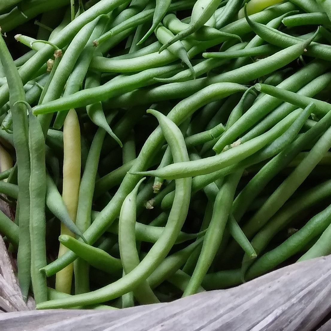 Mascotte Heirloom Green Bean Seeds